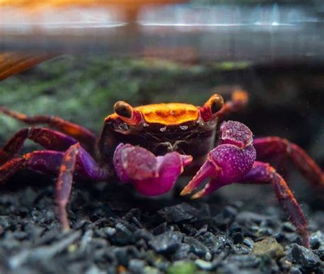 vampire crab tsuki|FISH AS VAMPIRE CRAB TANK MATES .